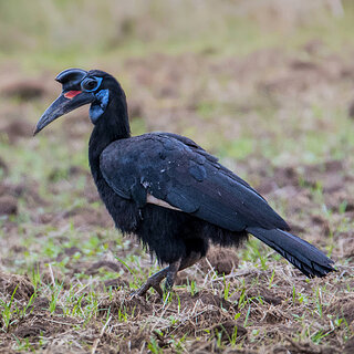 Abyssinian ground-hornbill